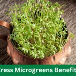 Cress Microgreens Benefits