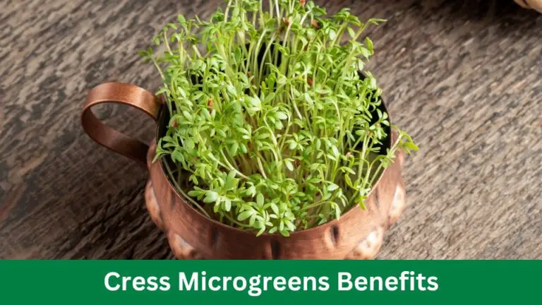 Cress Microgreens Benefits: Unlocking Nature’s Superfoods!