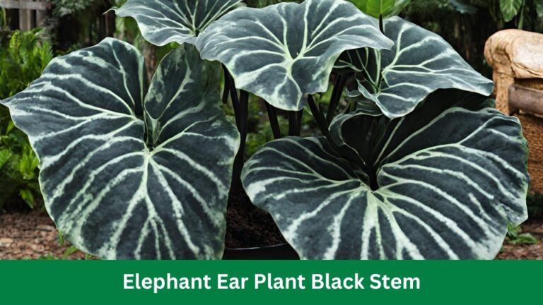 Elephant Ear Plant Black Stem: Stunning Power of Dark Foliage