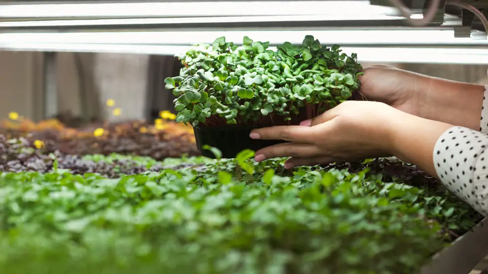 Essentials Of A Microgreen Greenhouse