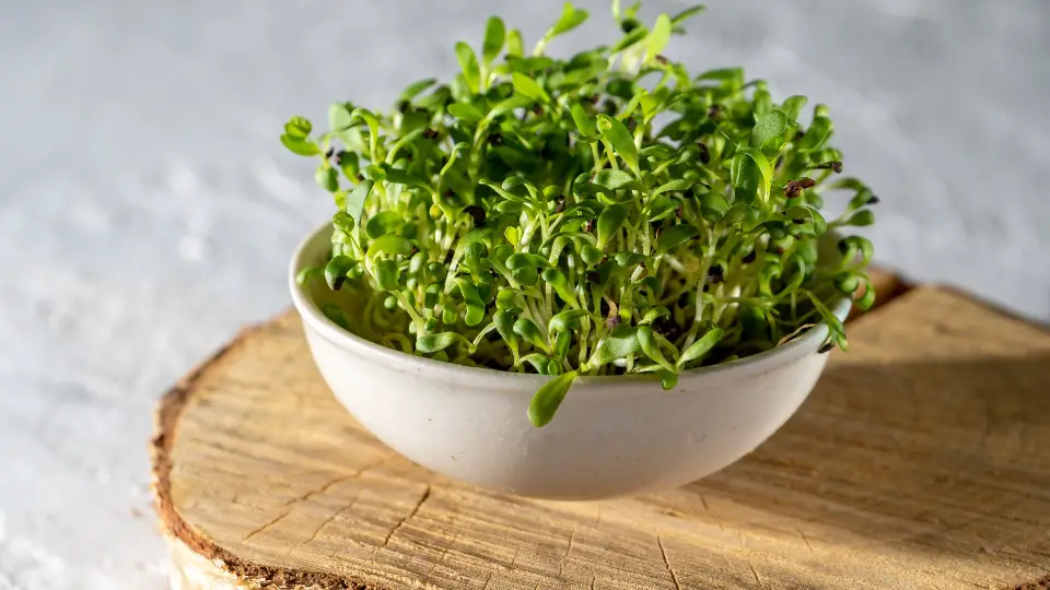 Factors To Consider For Optimal Microgreen Growth