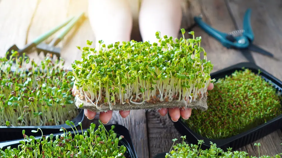 Getting Started With Microgreen Cultivation