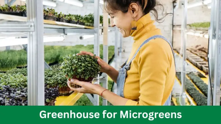Greenhouse for Microgreens: Cultivate Tiny Titans!