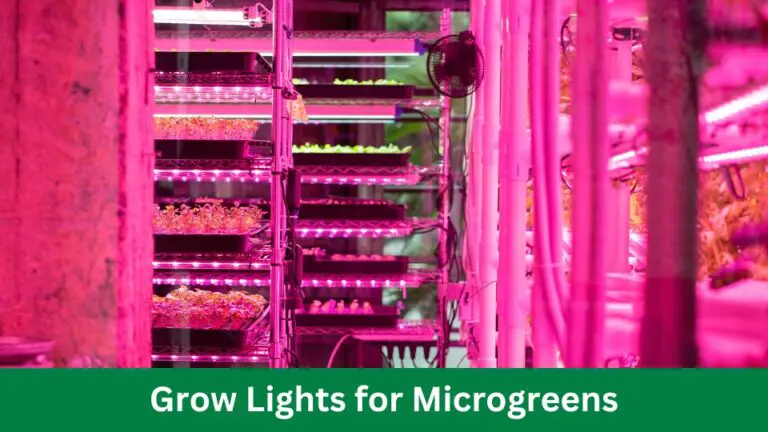 Grow Lights for Microgreens: Boost Your Harvest!