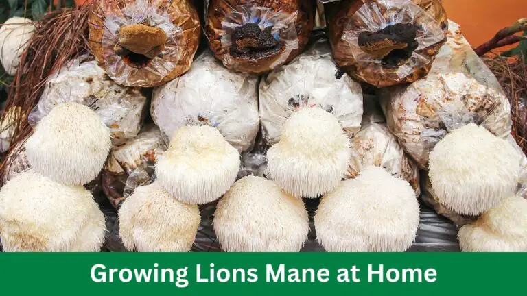 Growing Lions Mane at Home: Cultivate Your Superfood!