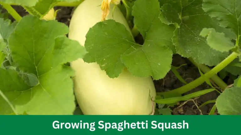 Growing Spaghetti Squash: Easy Steps for Bountiful Harvests