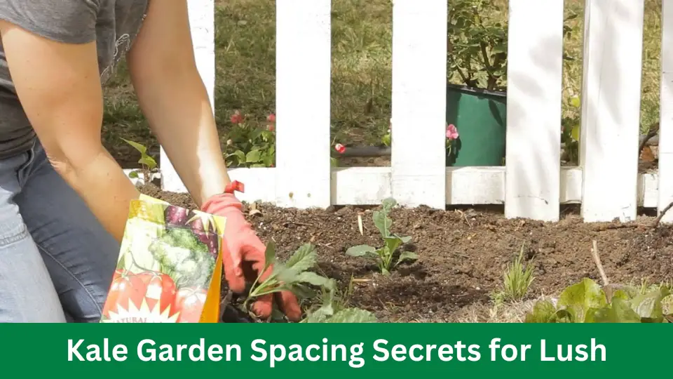 Kale Garden Spacing Secrets for Lush