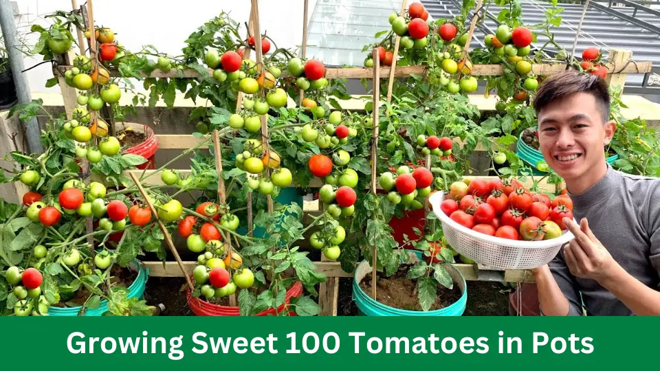 Growing Sweet 100 Tomatoes in Pots