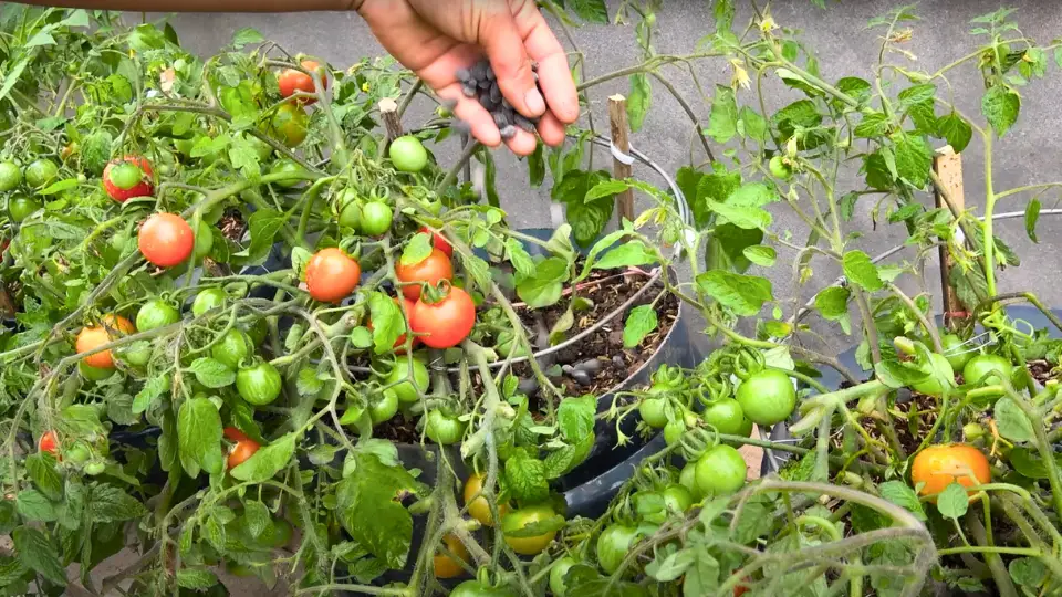 Growing Sweet 100 tomatoes Pest And Disease Prevention