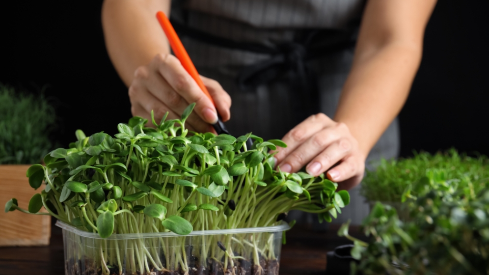 Harvesting And Using Aquaponic Microgreens