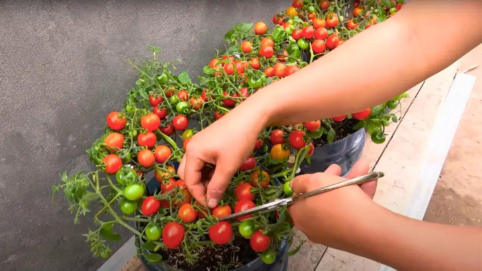 Harvesting Your Sweet 100 Tomatoes
