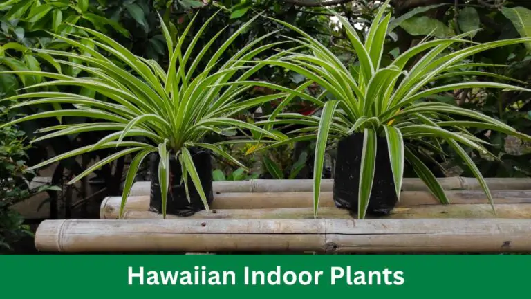 Hawaiian Indoor Plants: Enhance Your Space with Exotic Greenery