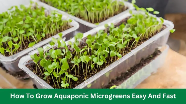 How To Grow Aquaponic Microgreens Easy And Fast