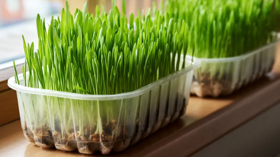 How To Grow Barley Microgreens