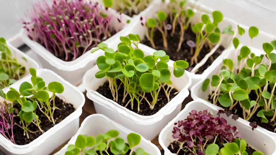 How To Grow Curtis Microgreens At Home