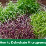 How to Dehydrate Microgreens