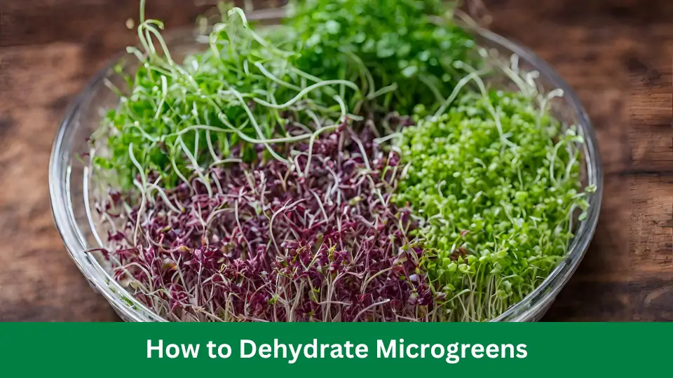 How to Dehydrate Microgreens