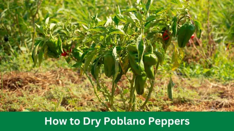 How to Dry Poblano Peppers: Quick & Flavorful Methods