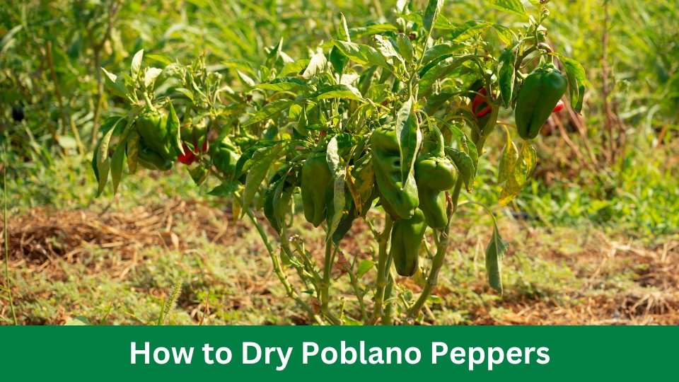 How to Dry Poblano Peppers: Quick & Flavorful Methods