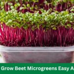 How to Grow Beet Microgreens Easy And Fast