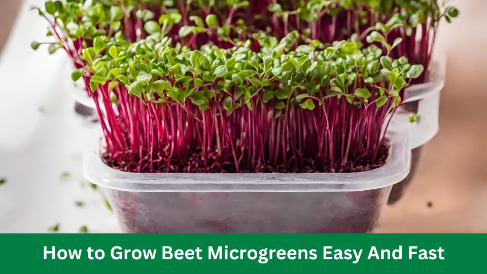 How to Grow Beet Microgreens Easy And Fast