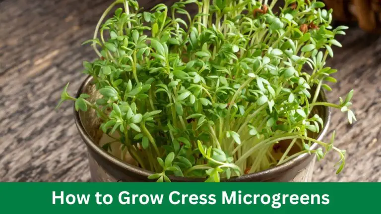 How to Grow Cress Microgreens: Easy and Fast