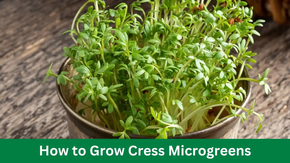 How to Grow Cress Microgreens