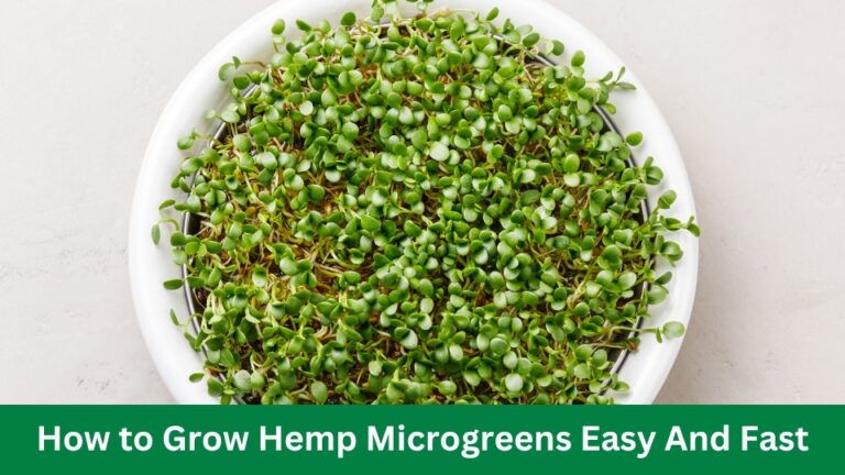 How to Grow Hemp Microgreens Easy And Fast