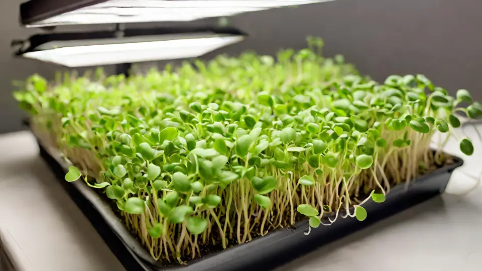 Grow Lights For Microgreens: Boost Your Harvest! • 2024