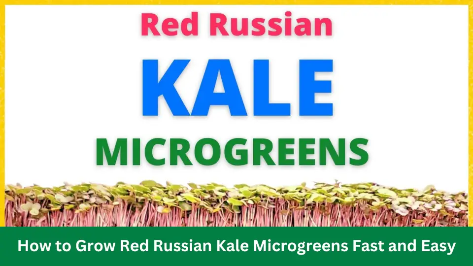 How to Grow Red Russian Kale Microgreens Fast and Easy
