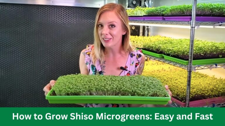 How to Grow Shiso Microgreens: Easy and Fast