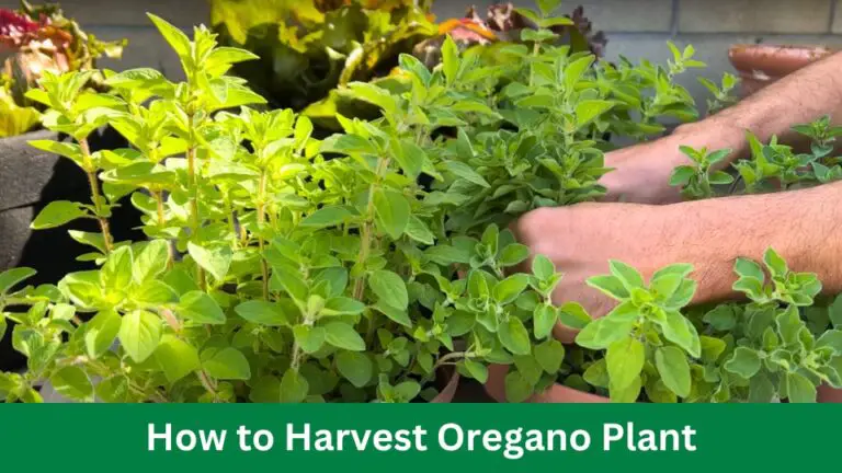 How to Harvest Oregano Plant: Expert Tips & Tricks