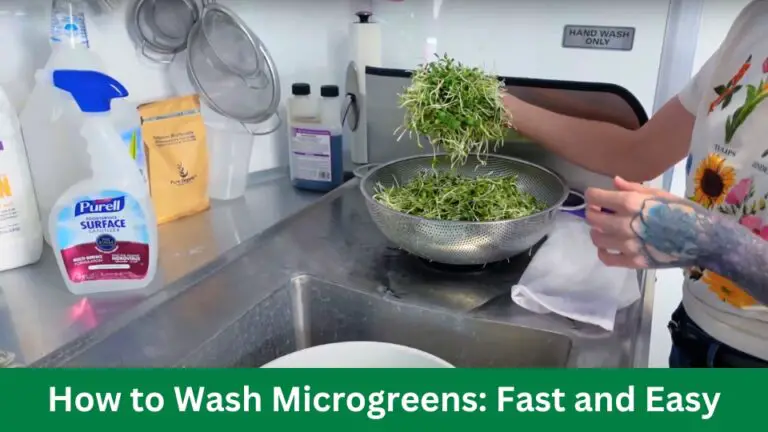 How to Wash Microgreens and Dry Easy and Fast!