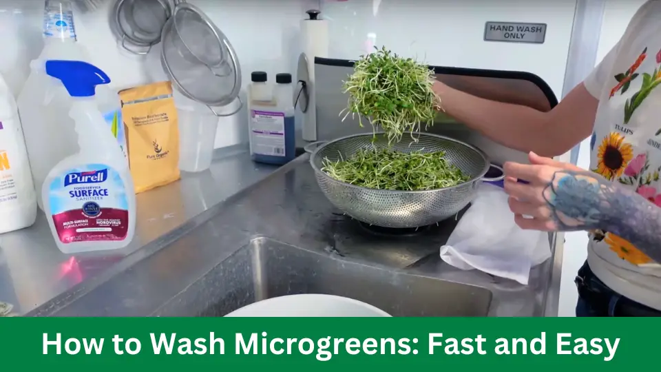 How to Wash Microgreens: Fast and Easy
