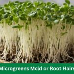 Microgreens Mold or Root Hairs: Essential Tips for Mold-Free Harvest