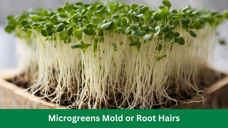 Microgreens Mold or Root Hairs: Essential Tips for Mold-Free Harvest