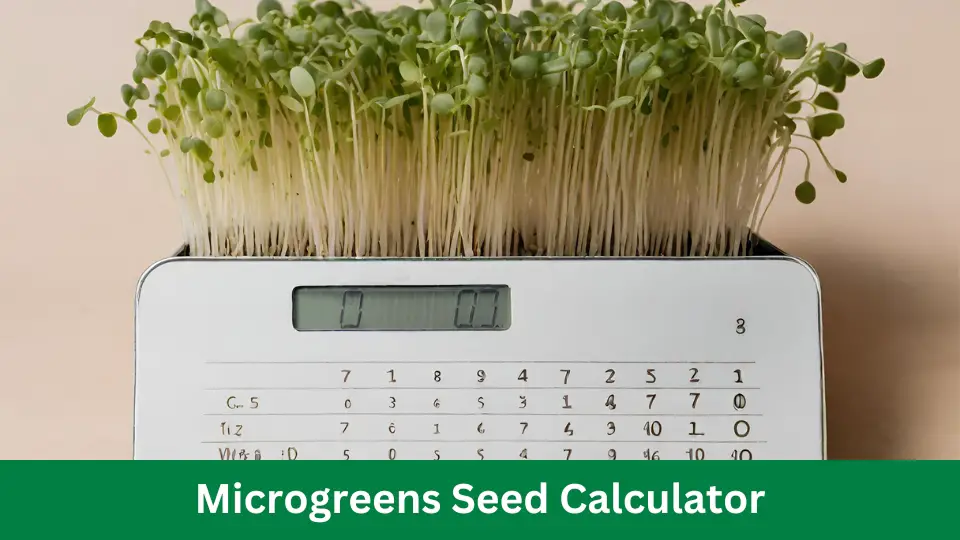 Microgreens Seed Calculator: Grow Your Greens with Precision