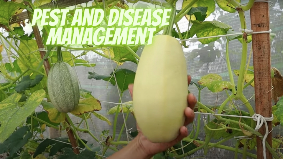 Growing spaghetti squash Pest And Disease Management