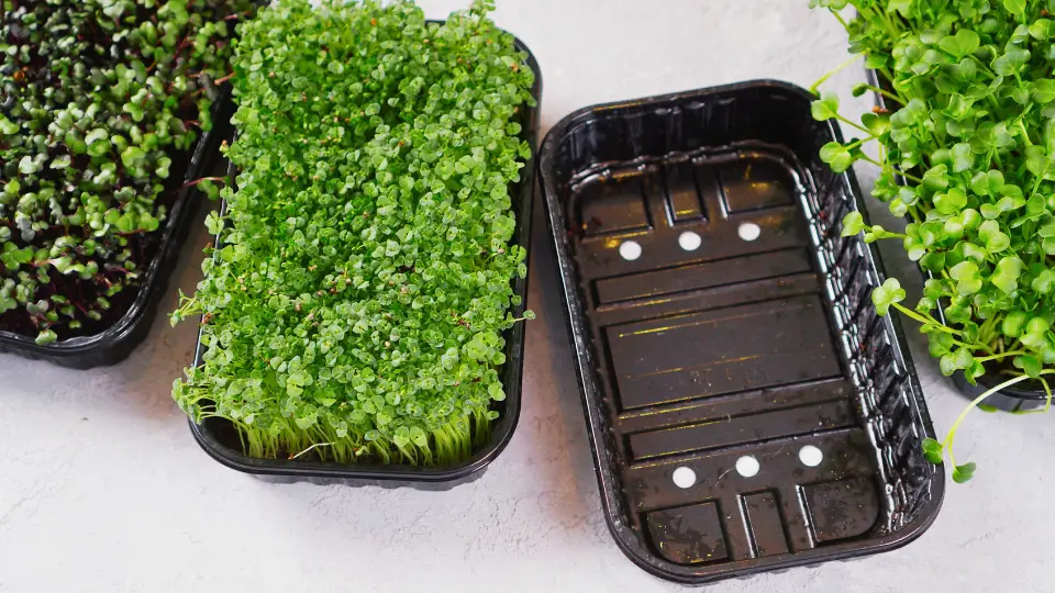 Preparing The Microgreens Sprouting Tray