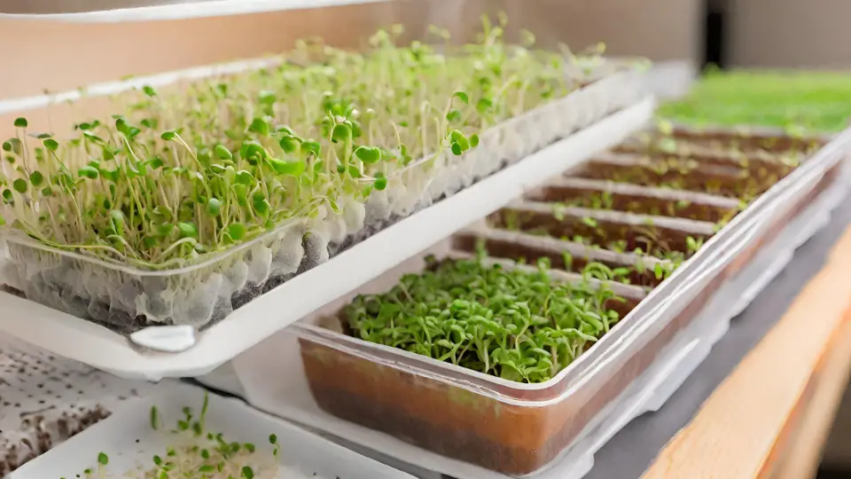 Preventing Mold In Microgreens