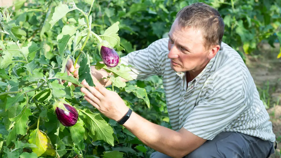 provide proper care to your Black Beauty Eggplant plants