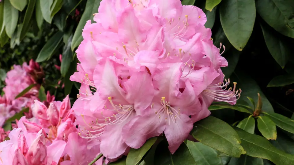 Rejuvenating An Unhealthy Rhododendron