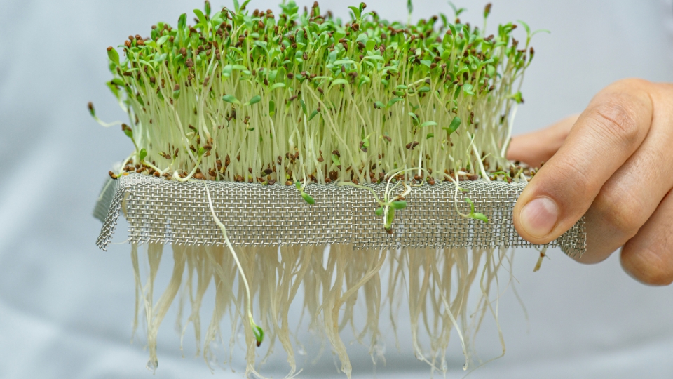 Research Insights On Cress Microgreens