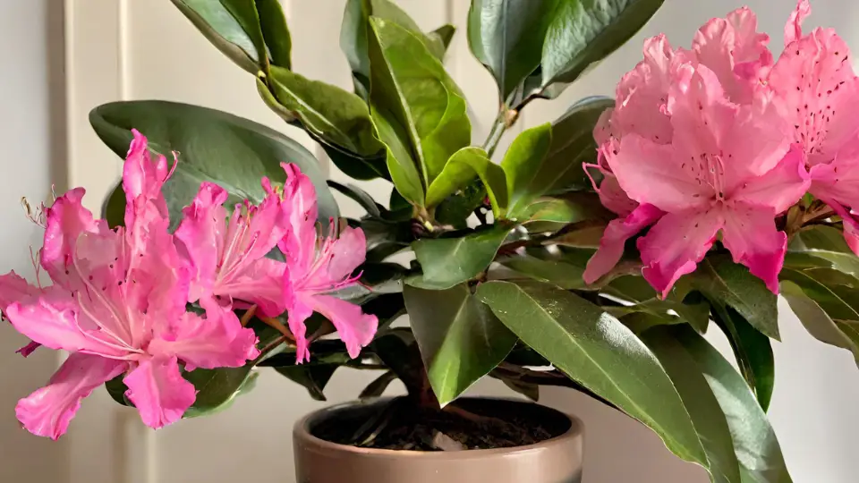 Rhododendron Plant Myth Busting