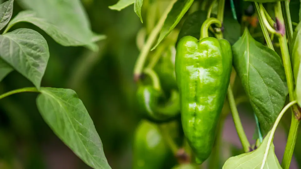 Selecting The Right Peppers