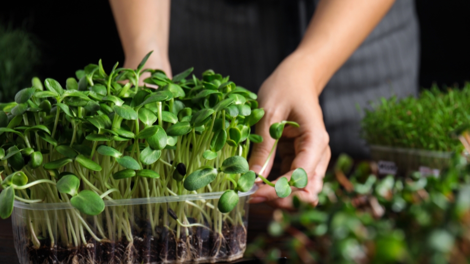 Setting Up Your Microgreens Garden