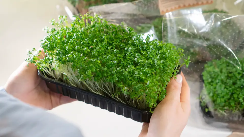 Sprouting Basics: Cress Microgreens