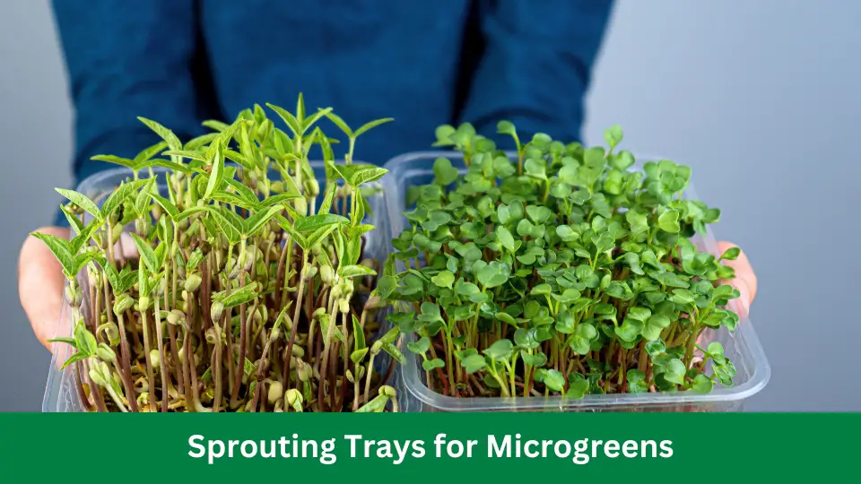 Sprouting Trays for Microgreens