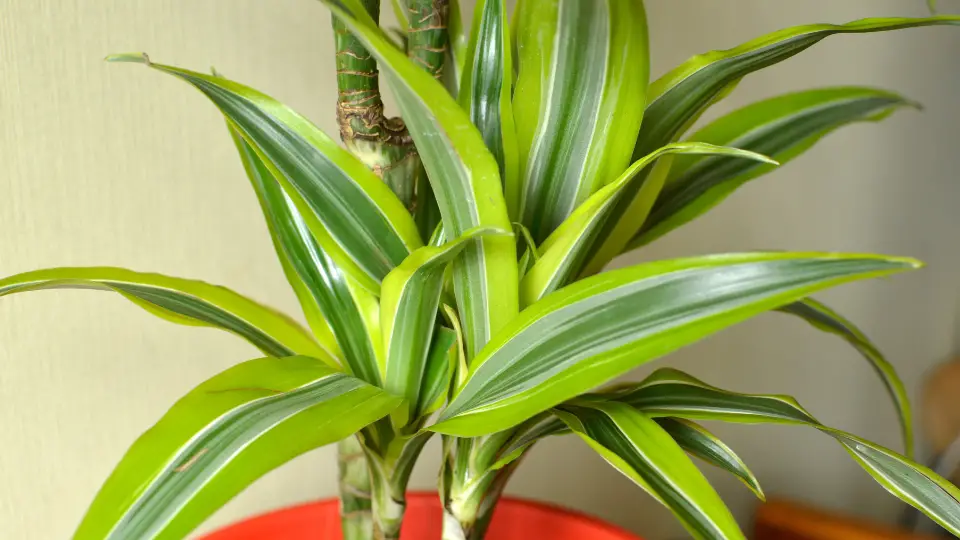 Styling With Hawaiian Indoor Plants