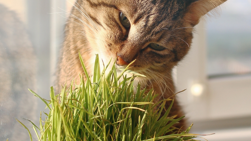 The Appeal Of Microgreens For Feline Diets